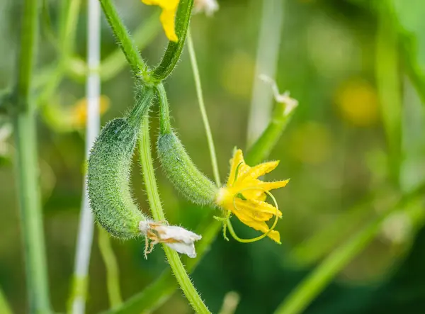 Junge Pflanzengurke Mit Gelben Blüten — Stockfoto