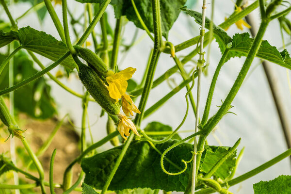 Young plant cucumber with yellow flowers.