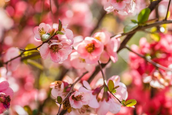 Blühende Blumen Japanischer Quittenbaum — Stockfoto