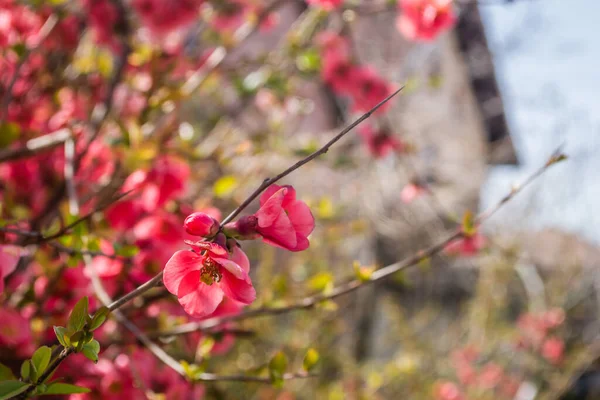 Blooming Flowers Japanese Quince Tree — Stock Photo, Image