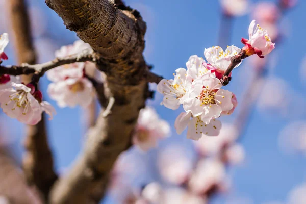 Frühling Blüht Junge Marillenbäume — Stockfoto