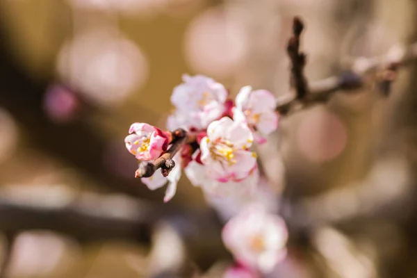 Frühling Blüht Junge Marillenbäume — Stockfoto