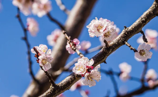 Frühling Blüht Junge Marillenbäume — Stockfoto