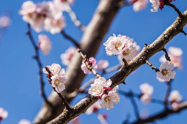 Frühling Blüht Junge Marillenbäume — Stockfoto