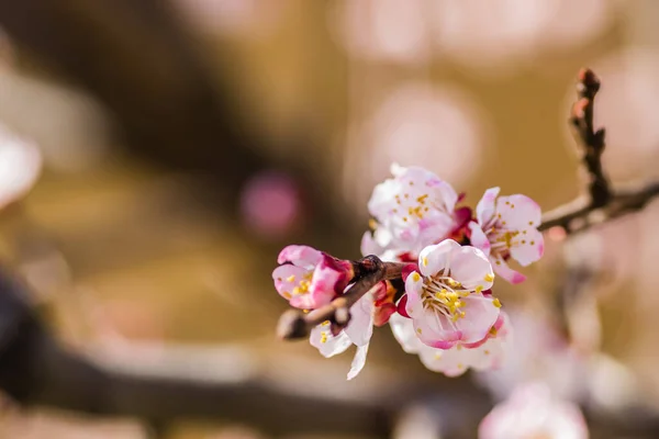 Frühling Blüht Junge Marillenbäume — Stockfoto