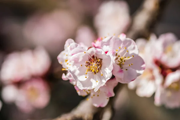 Frühling Blüht Junge Marillenbäume — Stockfoto