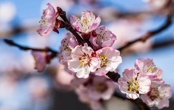 Flores Primavera Albaricoques Jóvenes — Foto de Stock