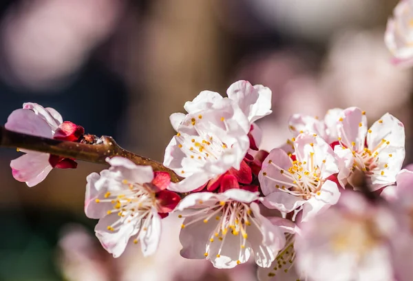 Flores Primavera Albaricoques Jóvenes — Foto de Stock
