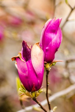 Çiçek açan yarı çiçekli manolya bitkileri 