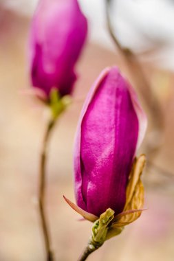 Çiçek açan yarı çiçekli manolya bitkileri 