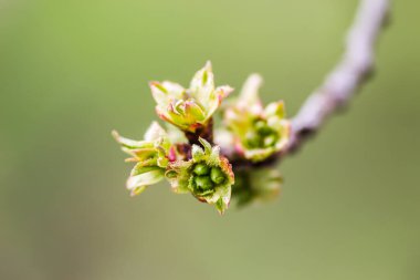 Genç bitki tomurcukları kiraz 