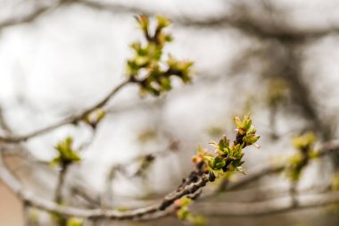 Genç bitki tomurcukları kiraz 