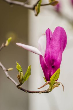 Çiçek açan yarı çiçekli manolya bitkileri 