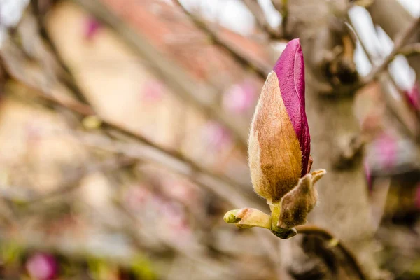 Semi Blooming Flowers Plants Magnolia — Stock Photo, Image