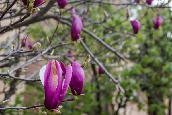 Semi Blooming Flowers Plants Magnolia — Stock Photo, Image