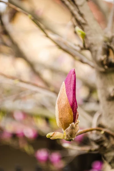 Semi Blooming Flowers Plants Magnolia — Stock Photo, Image