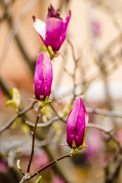 Semi Blooming Flowers Plants Magnolia — Stock Photo, Image