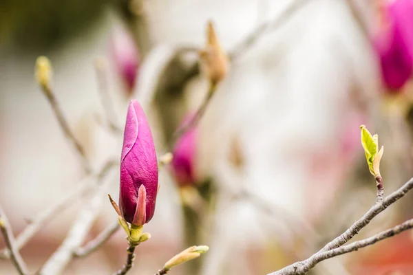 Semi Blooming Flowers Plants Magnolia — Stock Photo, Image