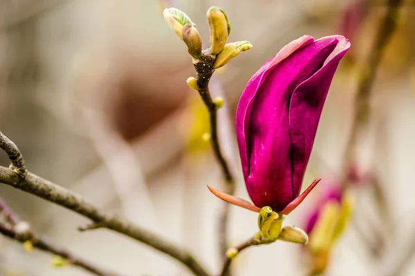 Semi Blooming Flowers Plants Magnolia — Stock Photo, Image