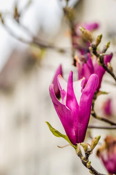 Semi Blooming Flowers Plants Magnolia — Stock Photo, Image