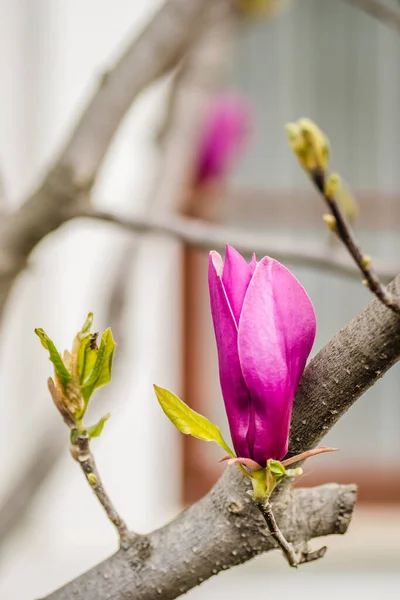 Semi Blooming Flowers Plants Magnolia — Stock Photo, Image