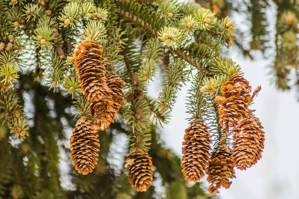 Green Canopy Pine Cones Young Flowers — Stock Photo, Image