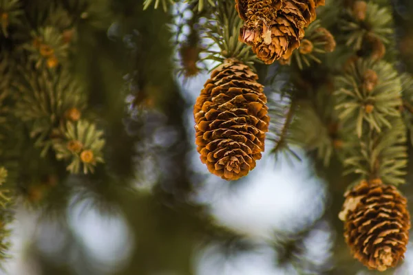 Green Canopy Pine Cones Young Flowers — Stock Photo, Image