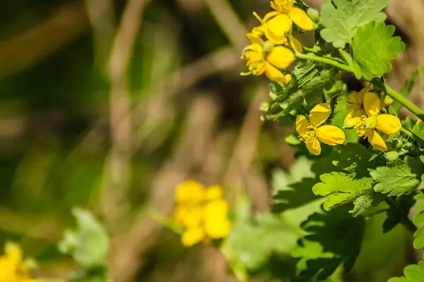 Gele Bloeiende Bloemen Van Chelidonium Majus Plant — Stockfoto