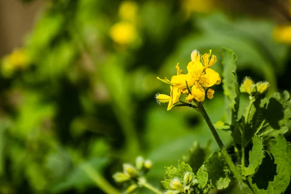 Gele Bloeiende Bloemen Van Chelidonium Majus Plant — Stockfoto