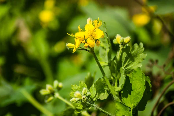 Flores Amarelas Planta Chelidonium Majus — Fotografia de Stock