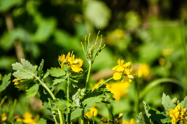 Gele Bloeiende Bloemen Van Chelidonium Majus Plant — Stockfoto