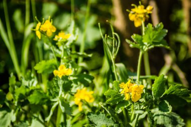Chelidonium Majus bitkisinin sarı çiçekleri. 