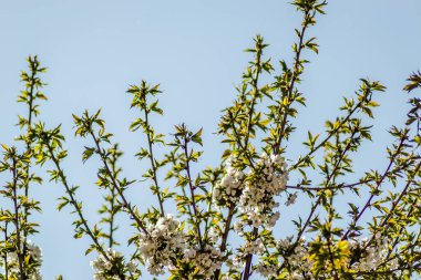 Kiraz çiçekleri evin oluğunda çiçek açıyor. 
