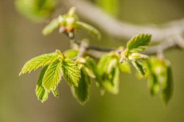 Fındık ağacının genç tomurcukları ve yaprakları 