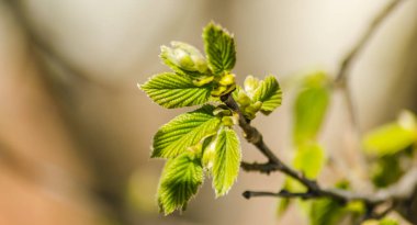 Fındık ağacının genç tomurcukları ve yaprakları 