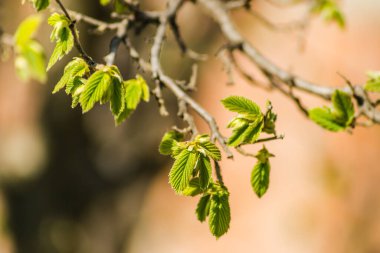 Fındık ağacının genç tomurcukları ve yaprakları 