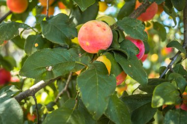 Ağaçların tepesinde olgun, yabani erikler, ağaçların dallarında yeşil yapraklarla kaplı yabani eriklerin meyveleri. 
