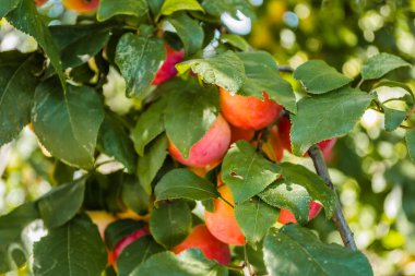 Ağaçların tepesinde olgun, yabani erikler, ağaçların dallarında yeşil yapraklarla kaplı yabani eriklerin meyveleri. 