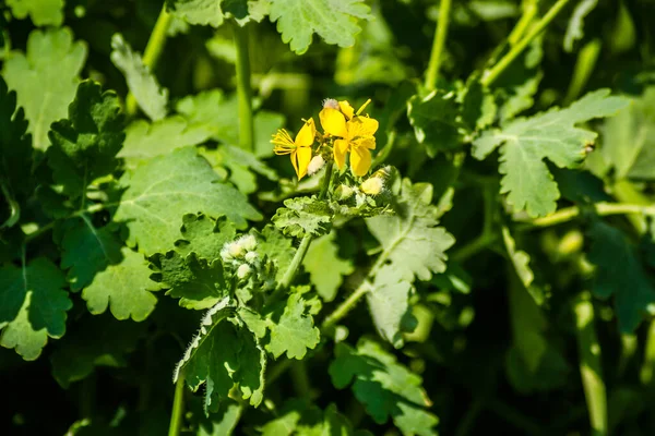 Gelbe Blüten Der Chelidonium Majus Pflanze — Stockfoto