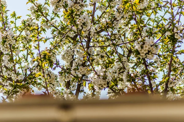 Planta Flor Cerezo Florece Sobre Alcantarilla Casa — Foto de Stock