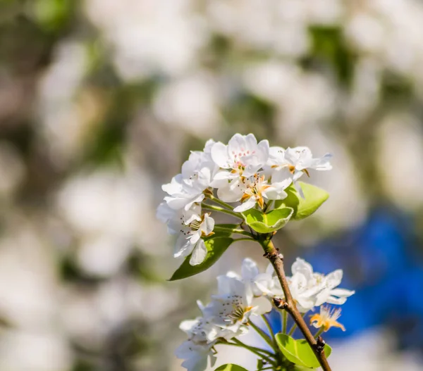 Weiße Blüten Des Birnbaums Morgen — Stockfoto