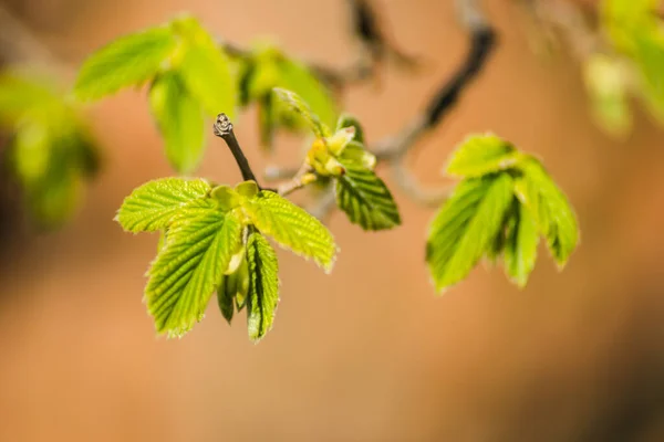 Unga Knoppar Och Blad Ett Hasselträd — Stockfoto