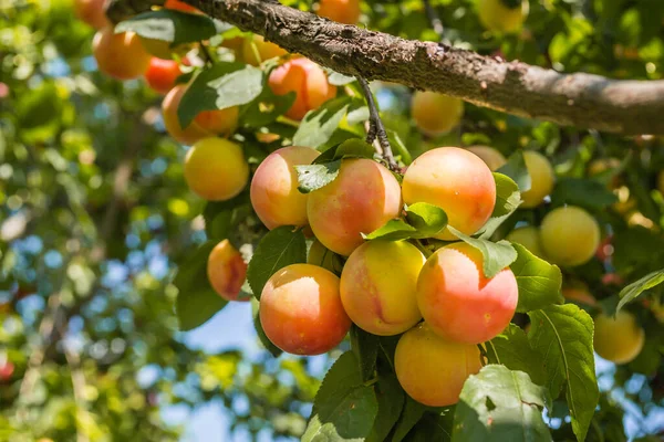 Früchte Reife Wilde Pflaumen Der Baumkrone Früchte Der Wilden Pflaume — Stockfoto