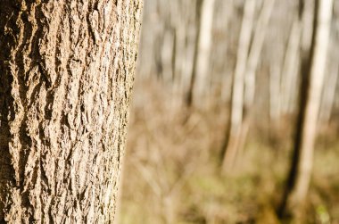 Kışın Novi Sad yakınlarındaki Petrovaradin 'de Tuna Nehri kıyısındaki orman.