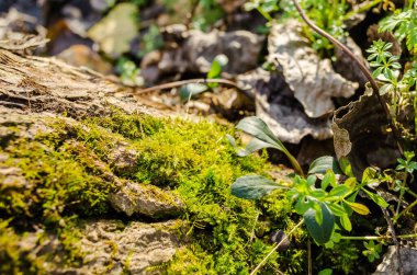Kışın Novi Sad yakınlarındaki Petrovaradin 'de Tuna Nehri kıyısındaki orman.