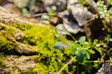 Kışın Novi Sad yakınlarındaki Petrovaradin 'de Tuna Nehri kıyısındaki orman.