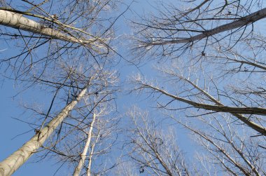 Kışın Novi Sad yakınlarındaki Petrovaradin 'de Tuna Nehri kıyısındaki orman.