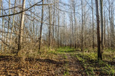 Kışın Novi Sad yakınlarındaki Petrovaradin 'de Tuna Nehri kıyısındaki orman.