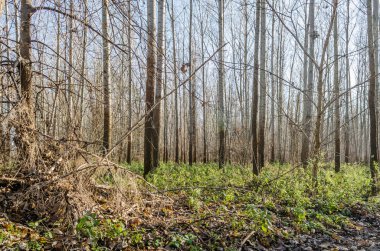 Kışın Novi Sad yakınlarındaki Petrovaradin 'de Tuna Nehri kıyısındaki orman.