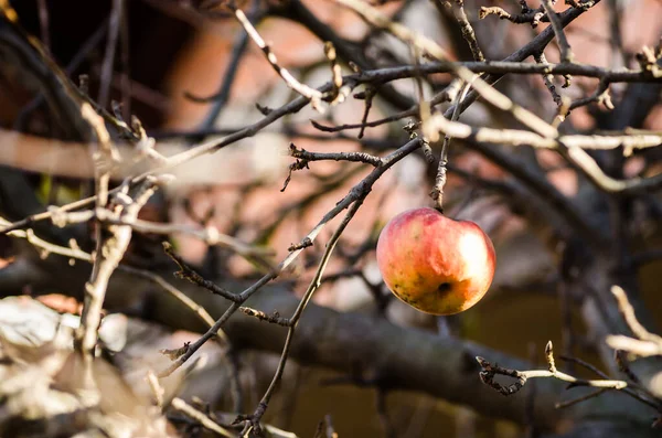 セルビアのノヴィ サド郊外にリンゴの木がある果樹園 枝に腐った果実を持つリンゴの木 — ストック写真